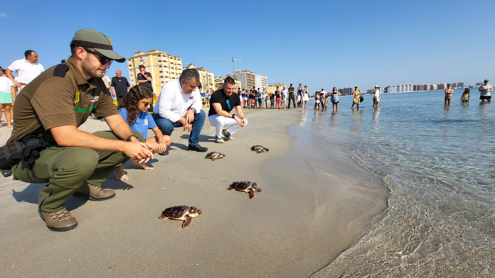 Culmina la liberación de los 84 ejemplares de tortuga boba del nido de El Pedruchillo en La Manga del Mar Menor